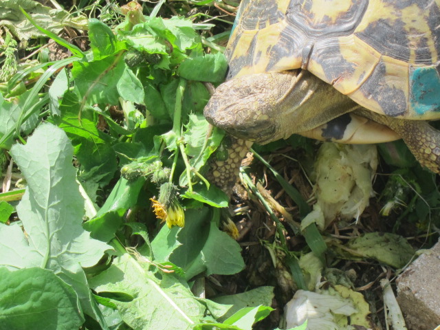 jolie tortue qui mange